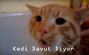 Davut Diye Bağıran Kedi  